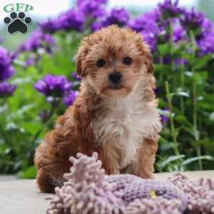 Ruby, Yorkie Poo Puppy